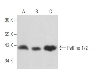 Pellino 1/2 Antibody (F-7) - Western Blotting - Image 356710 