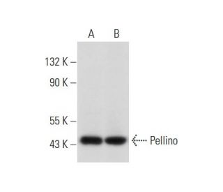 Pellino 1/2 Antibody (F-7) - Western Blotting - Image 312831