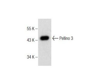 Pellino 3 Antibody (B-3) - Western Blotting - Image 160551 