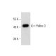 Pellino 3 Antibody (B-3) - Western Blotting - Image 160551 