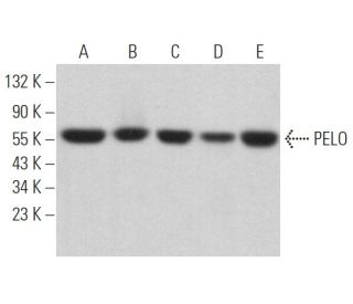 PELO Antibody (F-8) - Western Blotting - Image 364559 