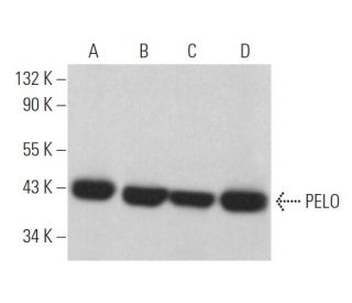 PELO Antibody (G-4) - Western Blotting - Image 364561 