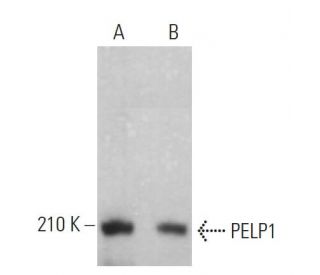 PELP1 Antibody (D-5) - Western Blotting - Image 359255 