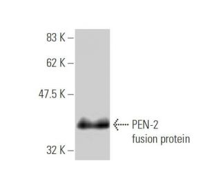 PEN-2 Antibody (1C12-G5) - Western Blotting - Image 350230