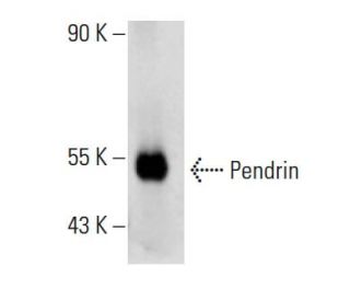 Pendrin Antibody (C-2) - Western Blotting - Image 396626 