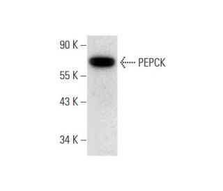 PEPCK/PCK1/PCK2 Antibody (E-1) - Western Blotting - Image 299087 