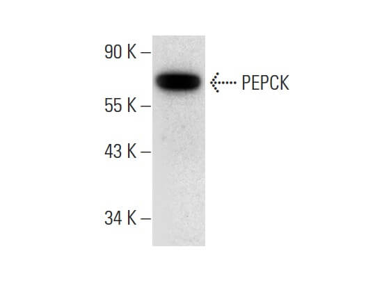 pepck-antibody-e-1-western-