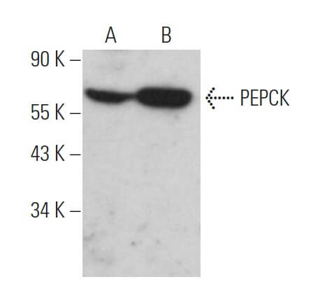 PEPCK/PCK1/PCK2 Antibody (E-1) | SCBT - Santa Cruz Biotechnology