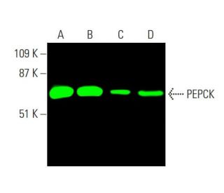 PEPCK/PCK1/PCK2 Antibody (F-3) | SCBT - Santa Cruz Biotechnology