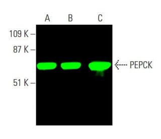 PEPCK/PCK1/PCK2 Antibody (F-3) | SCBT - Santa Cruz Biotechnology