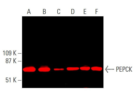 PEPCK/PCK1/PCK2 Antibody (F-3) | SCBT - Santa Cruz Biotechnology