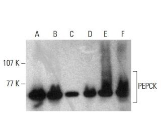 PEPCK/PCK1/PCK2 Anticorpo (F-3) | SCBT - Santa Cruz Biotechnology