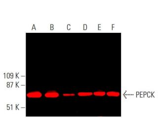 western blotting image from recommended PEPCK/PCK1/PCK2 (F-3) monoclonal antibody replacement. Image 377810