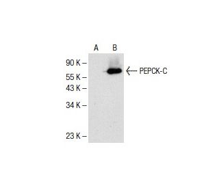 PEPCK-C/PCK1 Antibody (A-3) | SCBT - Santa Cruz Biotechnology