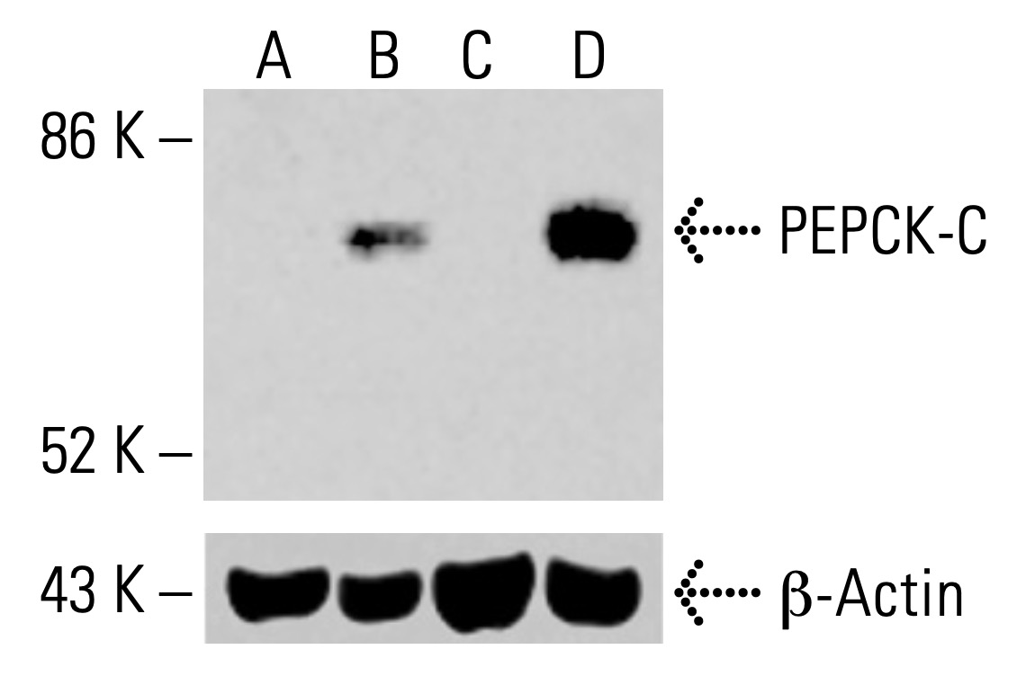 しあん PEPCK-C/PCK1 Antibody (A-3) | SCBT - Santa Cruz Biotechnology