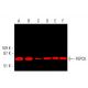 western blotting image from recommended PEPCK/PCK1/PCK2 (F-3) monoclonal antibody replacement. Image 377810