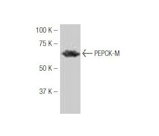 PEPCK-M/PCK2 Antibody (62-W) - Western Blotting - Image 53879 
