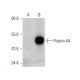 Pepsin A Antibody (A-10) - Western Blotting - Image 136989 