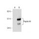 Pepsin A Antibody (A-10) - Western Blotting - Image 285200
