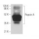 Pepsin A Antibody (A-10) - Western Blotting - Image 371894 