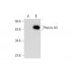 Pepsin A Antibody (D-5) - Western Blotting - Image 143553 