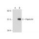 Pepsin A Antibody (D-5) - Western Blotting - Image 285202