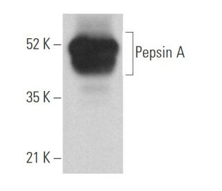 Pepsin A Antibody (D-5) - Western Blotting - Image 371896 