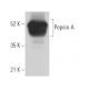 Pepsin A Antibody (D-5) - Western Blotting - Image 371896 