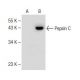 Pepsin C Antibody (E-9) - Western Blotting - Image 147849 