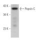Pepsin C Antibody (E-9) - Western Blotting - Image 366057