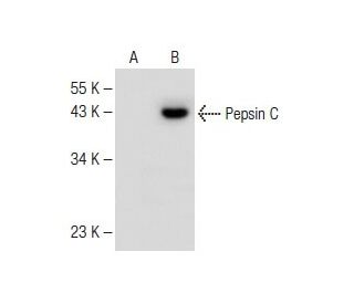 western blotting image from recommended Pepsin C (E-9) monoclonal antibody replacement. Image 147849