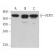 western blotting image from recommended PEPT1 (E-3) monoclonal antibody replacement. Image 362123