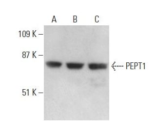 PEPT1 Antibody (E-3) - Western Blotting - Image 397573