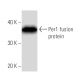 Per1 Antibody (2715C2) - Western Blotting - Image 16733
