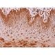 immunohistochemistry image from recommended Per1 (E-8) monoclonal antibody replacement. Image 370266