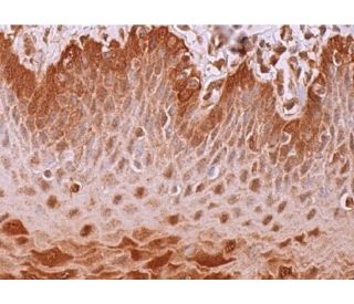 immunohistochemistry image from recommended Per1 (E-8) monoclonal antibody replacement. Image 370266