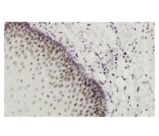 Per2 Antibody (19-J6) - Immunohistochemistry - Image 36294 