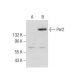 Per2 Antibody (C-6) - Western Blotting - Image 283446