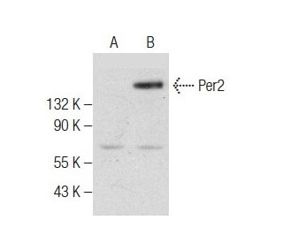 western blotting image from recommended Per2 (C-6) monoclonal antibody replacement. Image 283446