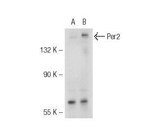Per2 (19-J6): sc-101105. Western blot analysis of Per2 expression in... 