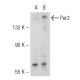Per2 (19-J6): sc-101105. Western blot analysis of Per2 expression in... 