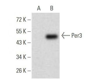 Per3 Antibody (4B9D7) - Western Blotting - Image 358336 