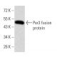 Per3 Antibody (4B9D7) - Western Blotting - Image 358335