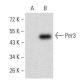 Per3 Antibody (4B9D7) - Western Blotting - Image 358336 