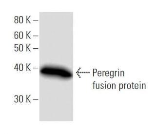 Peregrin Antibody (2093C5a) - Western Blotting - Image 16529 