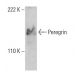 Peregrin Antibody (2093C5a) - Western Blotting - Image 384450 