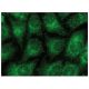 Perforin 1 Antibody (A-2) - Immunofluorescence - Image 149774 