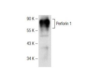 Perforin 1 Antibody (A-2) - Western Blotting - Image 147265 