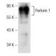 Perforin 1 Antibody (A-2) - Western Blotting - Image 147265 