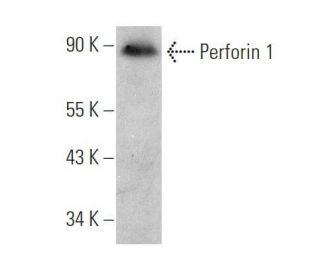 Perforin 1 Antibody (E-5) - Western Blotting - Image 356337 
